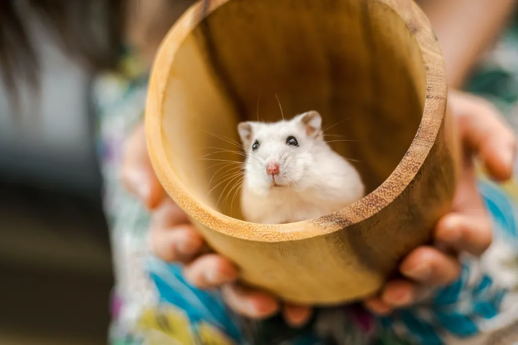 Gerbil Toys